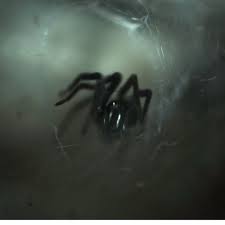 How aggressive are black widows? Widow Spider Envenomation A Concern For The Curious Pet Pet Poison Helpline
