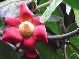 Image result for Uvaria