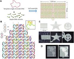 For every label size we offer, there is a corresponding free label template download. Dna Origami Structure A The Method Employed To Prepare A Dna Origami Download Scientific Diagram