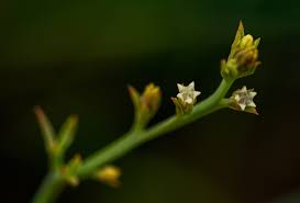 Image result for Thesium goetzeanum