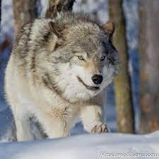 for the love of wolves おしゃれまとめの人気アイデア pinterest milagros おおかみ オオカミ 柴犬