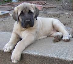 Find a kangal on gumtree, the #1 site for dogs & puppies for sale classifieds ads in the uk. 30 Best Anatolian Shepherd Puppies Ideas Anatolian Shepherd Anatolian Shepherd Puppies Puppies