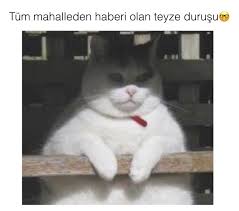Cats Kediler Dunyasi Panosundaki Pin