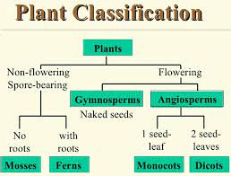 Characteristics of plants quizzes about important details and events in every section of the book. Effective And Creative Lesson Plans For Teachers By Teacher Lesson Plan Of Plants Flowering Non Flowering Plants