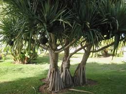 Image result for Pandanaceae