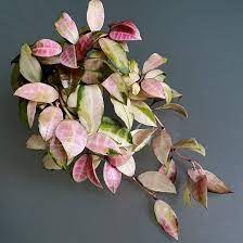 haus of hoya on instagram always look on the pink side of life hausofhoya hoyawallinianavariegata g in 2021 pretty plants house plants haus