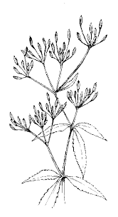 Image result for Apiaceae