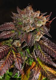 Enya — storms in africa. Africa Unite Bob Marley Seeds Cannabis Strain Info