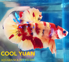 Male hmpk koi gold galaxy rare. Betta Fish Hmpk Betta Fever Never Cool Yuan Aquarium Pet Studio Facebook