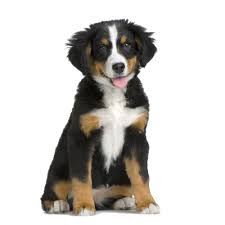 Image result for dog image no background