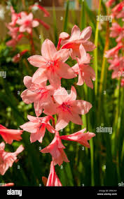 Image result for Watsonia