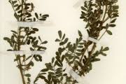 Image result for Indigofera secundiflora