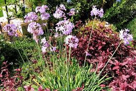 Image result for Tulbaghia friesii