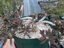Image result for Euphorbia unicornis