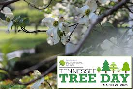 Fairchild planted these trees on a hillside on his own property in chevy chase, maryland, testing their hardiness in the washington area. Thousands Of Tennessee Residents Aim To Plant Native Trees On March 20th Wgns Radio