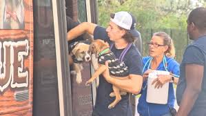 Unfortunately, perla suffered a seizure due to. Dogs From Texas Arrive In South Florida Wpec