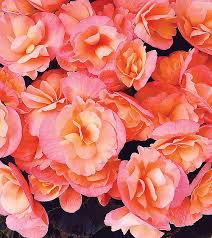 Sunset Peach Reiger Begonia Plant Library Pahl S Market Apple Valley Mn Begonia Plants Perennial Flowering Plants
