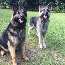 Discover more about our puppies for adoption. Bellaterra Shiloh Shepherds Home Facebook