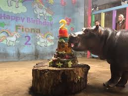 Find the perfect fiona hippo stock illustrations from getty images. Fiona The Hippo Turned Two And Celebrated With Cake