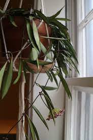 Variegated hoya wayetii hoya wax live plant indor houseplant hoya variegated hoya variegated kentiana rarehouseplants 4 out of 5 stars (2,755) $ 25.99. Plant Profile Hoya Wayetii Variegata Right The Midwestern Jungle