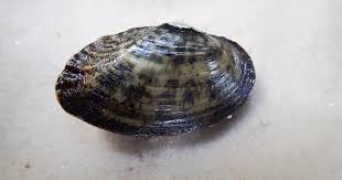 Image result for Bothriocline muschleriana