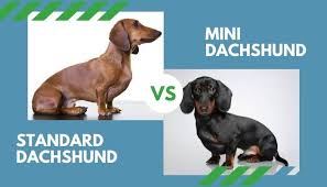 Are texas dachshund good family pets? Standard Dachshund Vs Mini Dachshund All You Need To Know Animalfate