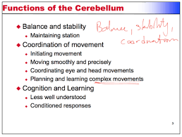 Image result for Cerebellar Function Test