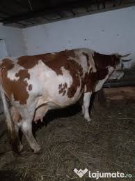 Factorii genetici şi fiziologici și. Vand Vaca Gestanta Fata In 2 Aprilie Adroa Zoo