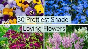 Maybe you would like to learn more about one of these? 30 Pretty Shade Loving Flowers Home Stratosphere