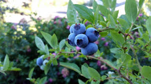 How long does it take for blueberry plants to produce fruit? Selecting Varieties Planting And Growing Blueberries University Of Maryland Extension