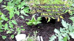 10 Tomato Growing Tips Talk For Success Do S Don Ts What S Why The Rusted Garden