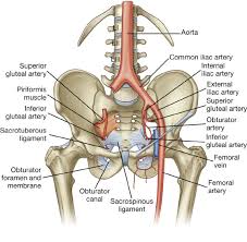 12 photos of the anatomy of lower abdomen male. Lower Limb Basicmedical Key