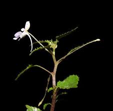 Image result for Impatiens hochstetteri