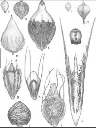 Image result for Hypolytrum goetghebeur