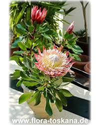 Protea Cynaroides King Protea Giant Protea Protea Flower African Plants Protea