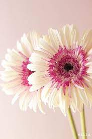 I Pinimg Com 1200x 8f Fa F6 8ffaf697c98039bc7c65459be38088bf Jpg Beautiful Flowers Amazing Flowers Pretty Flowers
