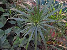 Image result for Priva flabelliformis