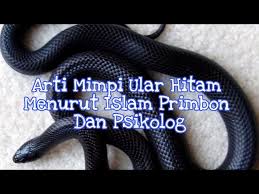 Mimpi ini merupakan salah satu mimpi tentang ular yang menyebabkan. Arti Mimpi Ular Hitam Menurut Islam Primbon Dan Psikolog Youtube
