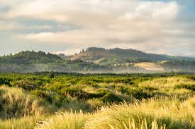 The oregon coast is one of those hidden gems that doesn't get quite as much attention as its neighboring coast to the south in california but is no less beautiful and no less thrilling. 12 Epic Campgrounds At The Oregon Coast Local S Guide