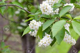 May 17, 2021 · butternut trees are also called white walnut trees because they have pale gray bark and are related to the black walnut tree (juglans nigra) and other members of the walnut family. Close Up View Of Beautiful White Blossoms And Buds On A Canada Red Cherry Tree Stock Photo Picture And Royalty Free Image Image 129706052