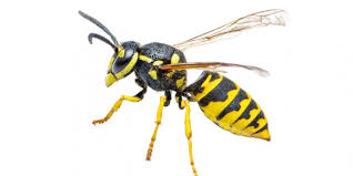 Pest control is pest control, sometimes multiple treatments are necessary the rates are extremely reasonable. Do You Know The Difference Paper Wasp Vs Yellow Jacket Knox Pest Control
