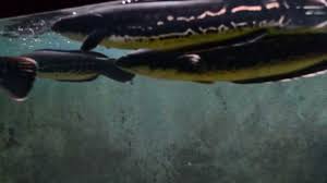 Snakehead fish diseases in winter season. Northern Snakehead Fish Characteristics Habitat Types And More