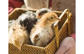 Pin On Chickens