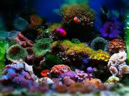Menyiapkan aquarium ikan hias air tawar. 10 Cara Merawat Akuarium Air Laut Tips Ikan