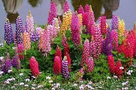 Apalagi rasanya yang enak membuat jenis ikan ini. Jual Jual Bibit Bunga Lupine Mix Colour Tanaman Hias Cantik Penghias Kebun Murah Online Di Lapak Lapak Sumber Bukalapak