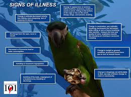 Pps101 Parrot Facts Bird Care Surprising Facts