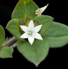 Image result for Richardia scabra