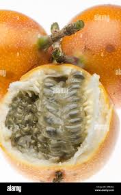 Image result for Passiflora ligularis