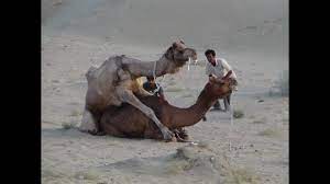 How Camel Giving Birth Live Footage Youtube