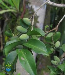 Image result for Dolichopentas